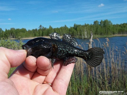 Изображение 1 : Ротан на "вэки". Продолжение.